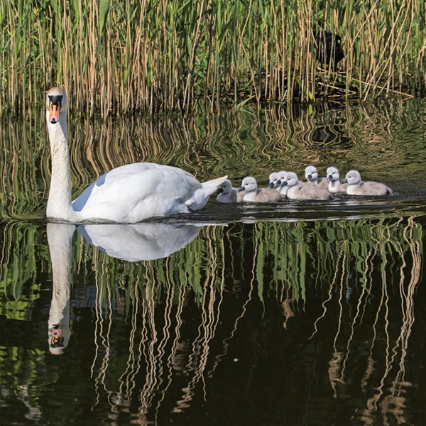 Swan Family June 2020
