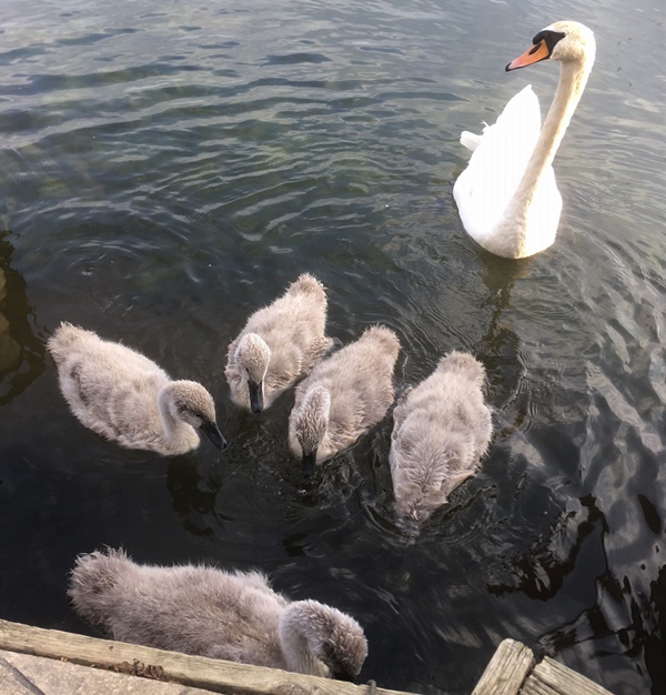 Swan Family June 2020