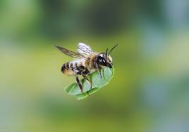 Leaf-cutter bee