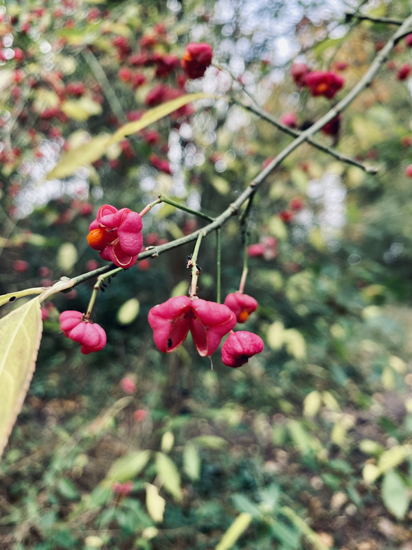 SPINDLE TREE X600