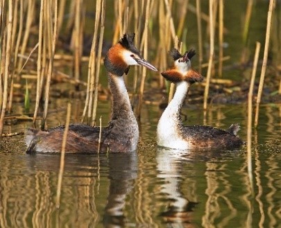 GREBES GREAT CRESTED GREBES