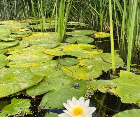 IMG_4885 WHITE WATER LILLIES