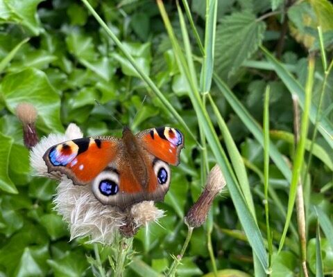 IMG_6004 PEACOCK BUTTERFLY