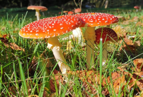 FAIRY TOADSTOOLS AND FATHER CHRISTMAS FAIRY TOADSTOOLS AND FATHER CHRISTMAS