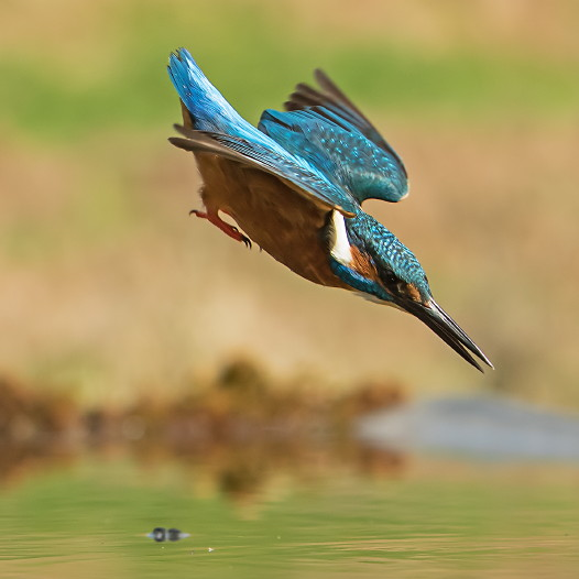 WATCHING THE KINGFISHERS WATCHING THE KINGFISHERS