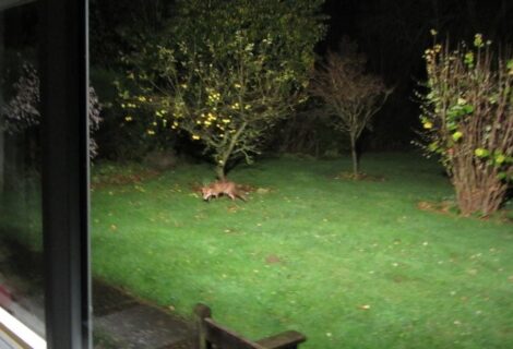 MORE ON FOXES MORE ON FOXES