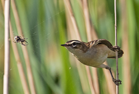 THE SEDGE WARBLER AND THE SPIDER THE SEDGE WARBLER AND THE SPIDER