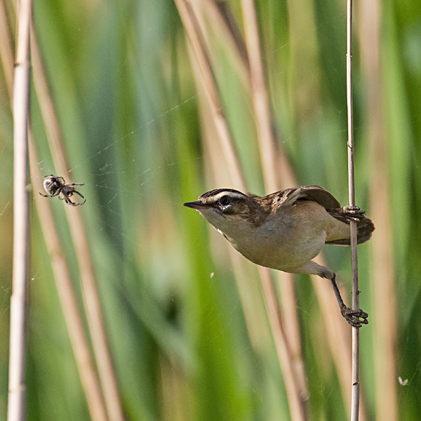 THE SEDGE WARBLER AND THE SPIDER THE SEDGE WARBLER AND THE SPIDER