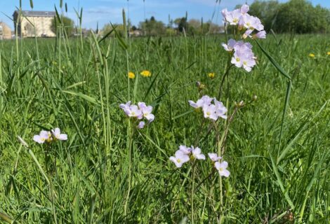CUCKOO FLOWERS AND CUCKOOS! CUCKOO FLOWERS AND CUCKOOS!